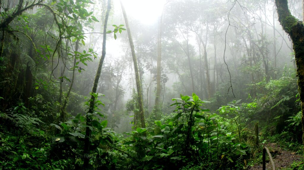 The Amazon Rainforest in Brazil