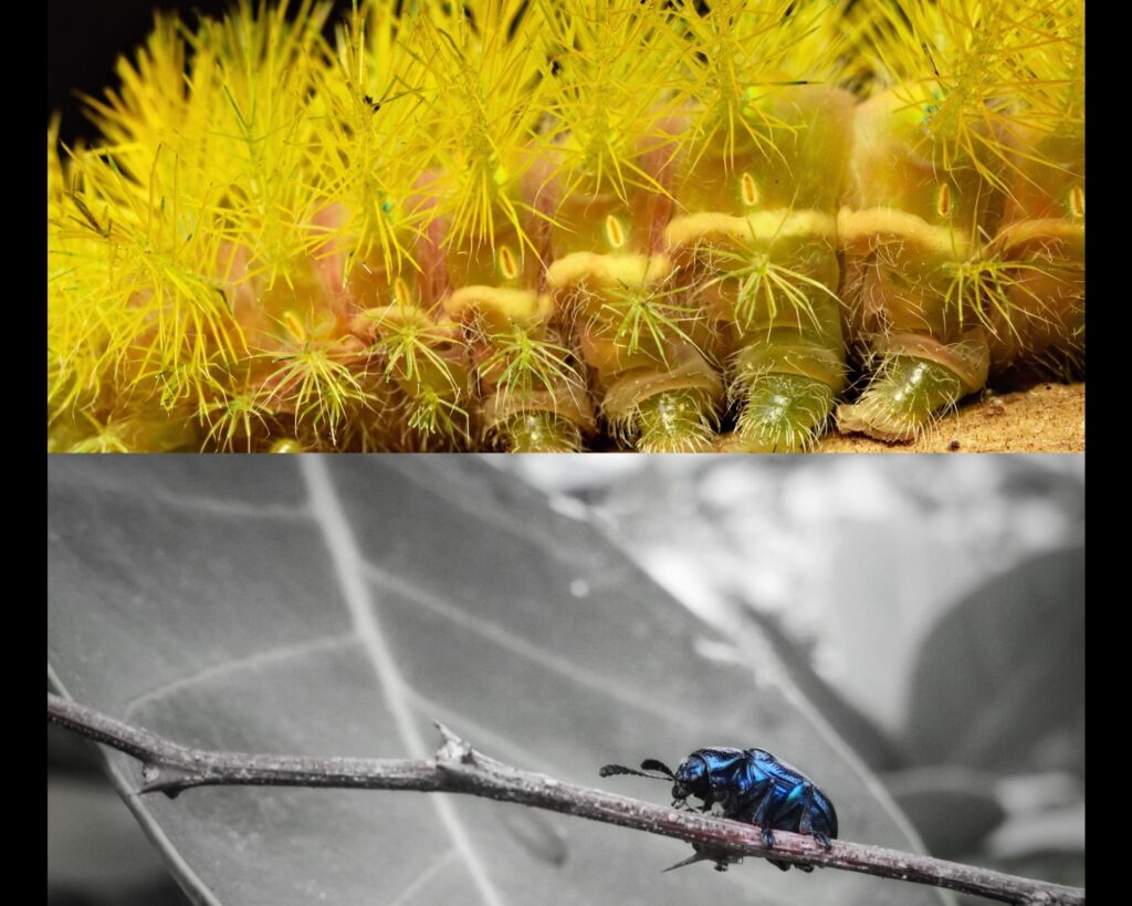 Using macro lenses, you can reveal the world of garden insects