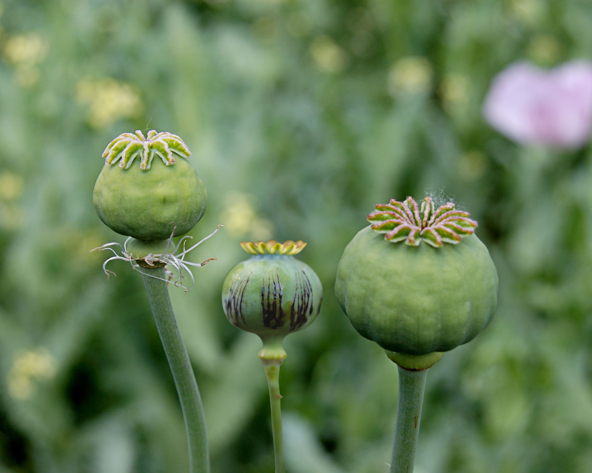 Opium production is risen by almost a third, the UNODC says 