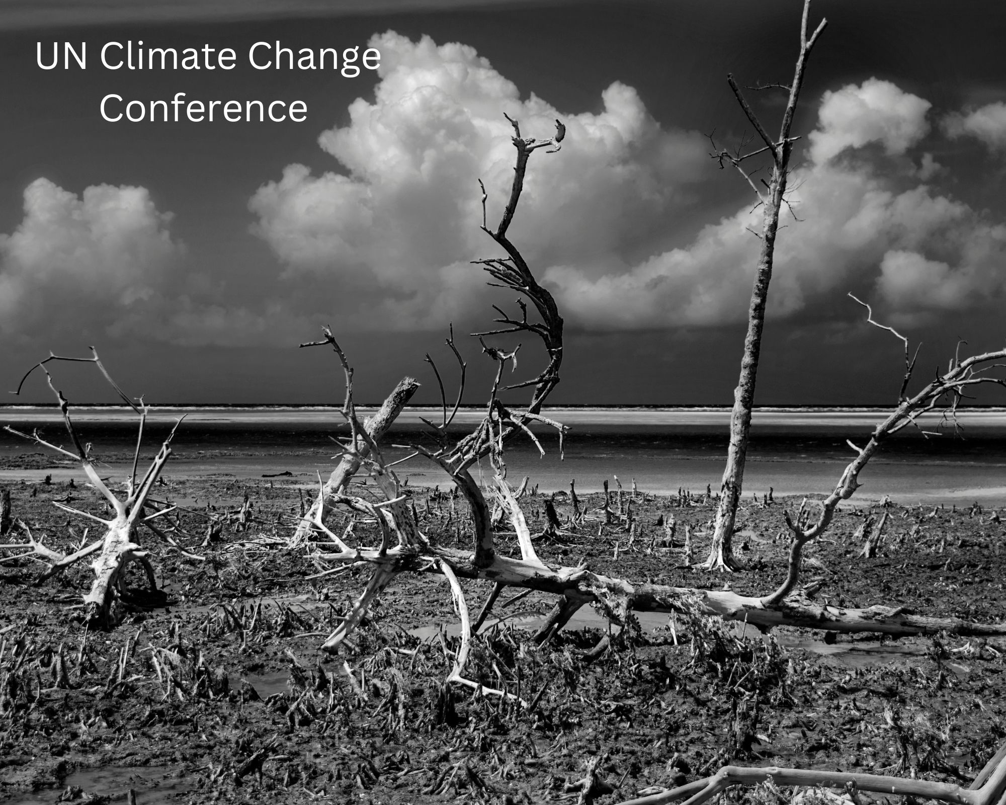 Climate Change Conference 2024 Delia Karoline