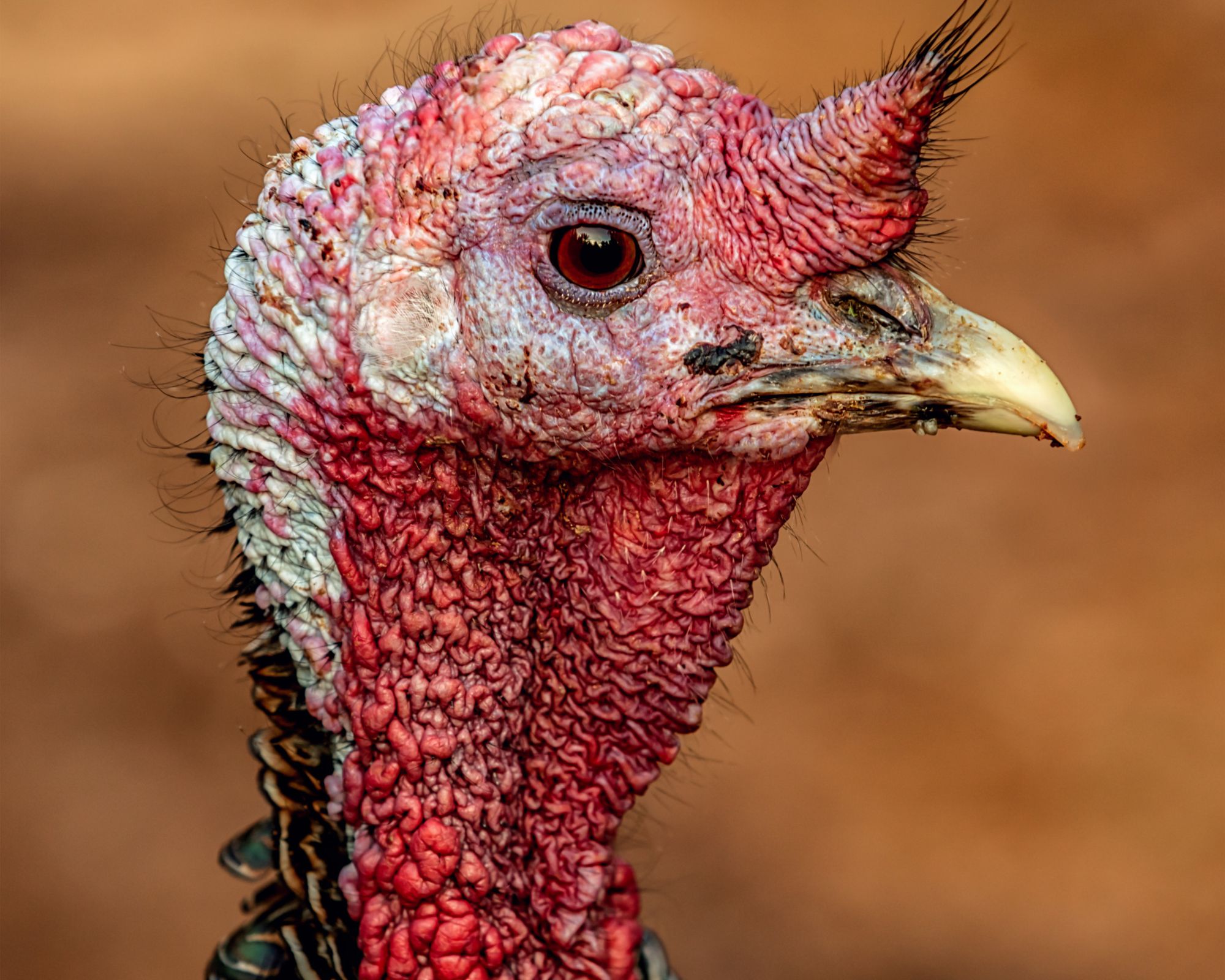 Free-range turkey supplies are affected by Bird flu