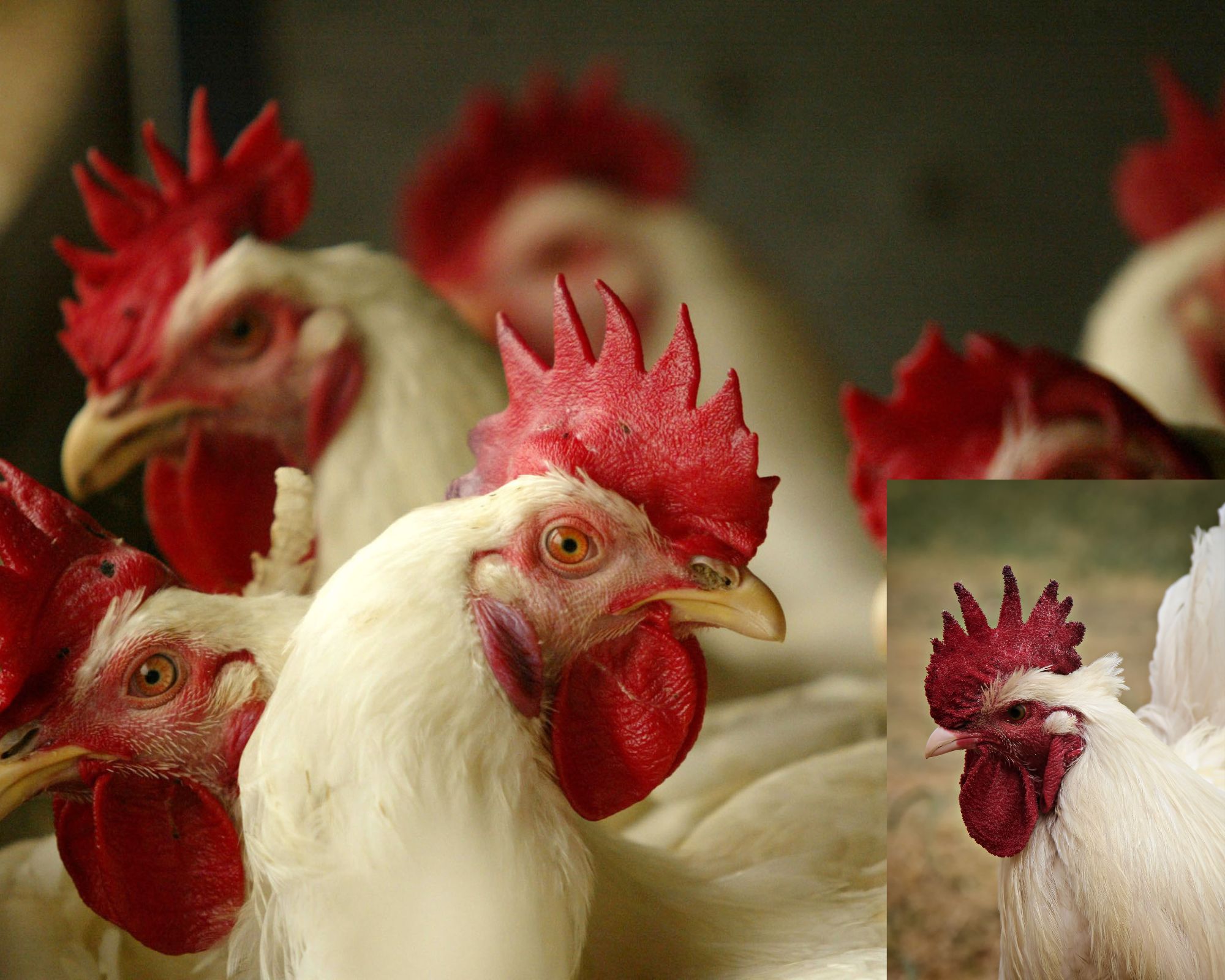 poultry is permitted outside as avian flu symptoms subside